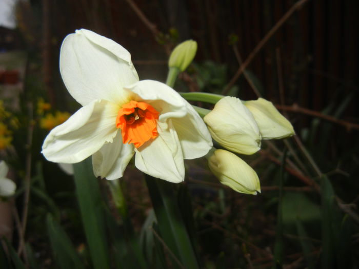 Narcissus Geranium (2015, April 05) - Narcissus Geranium