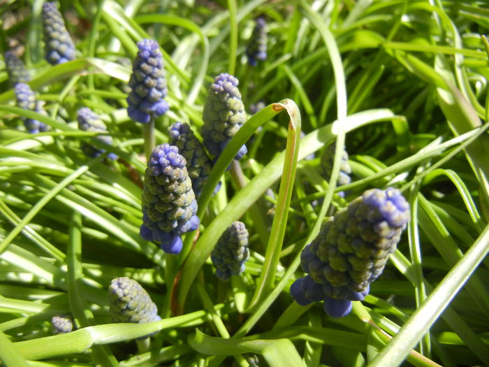 Muscari armeniacum (2015, April 03)