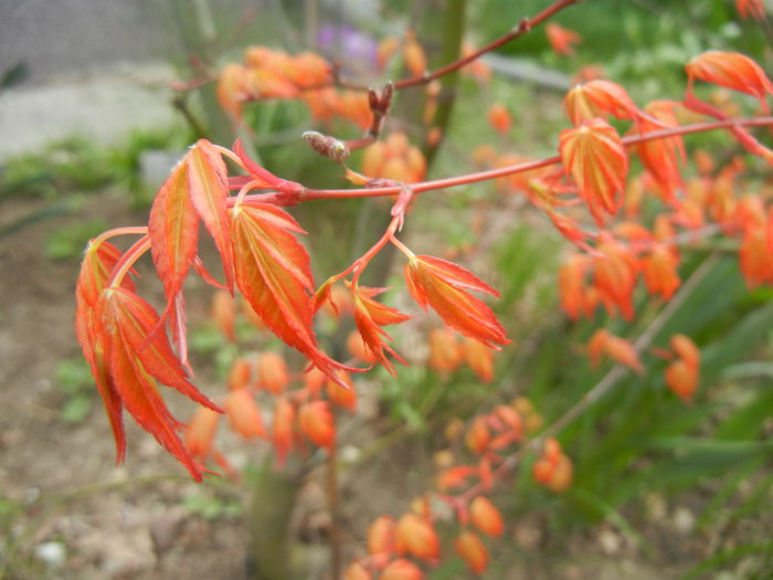 Acer palmatum Katsura (2015, April 04) - Acer palmatum Katsura