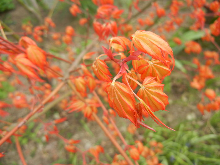 Acer palmatum Katsura (2015, April 04) - Acer palmatum Katsura