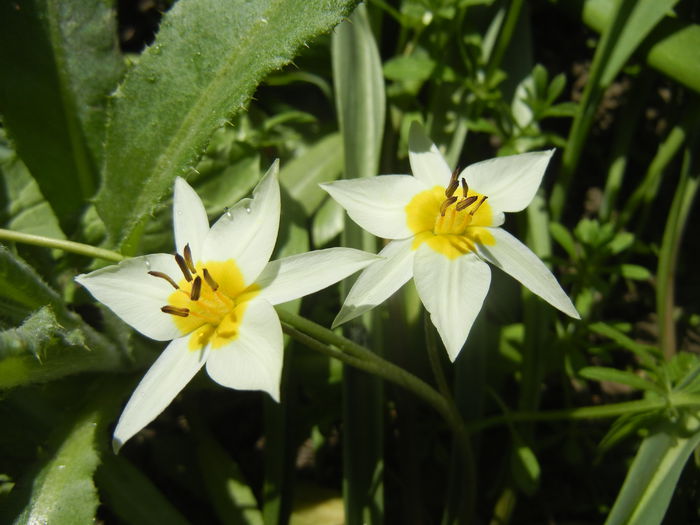 Tulipa Turkestanica (2015, April 05)