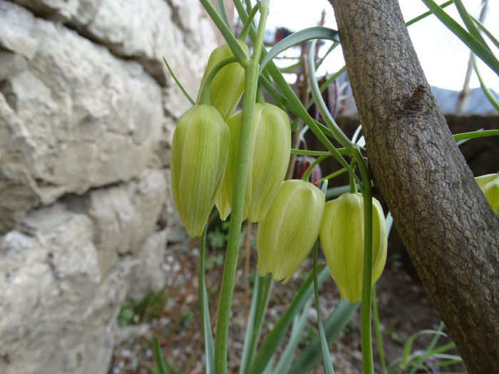 DSC09836 - Plante in gradina 2015