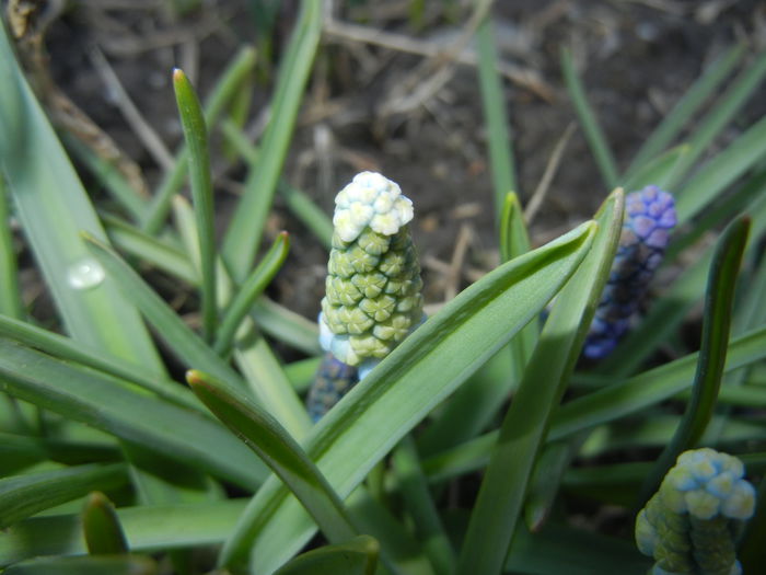 Muscari Peppermint (2015, April 07)