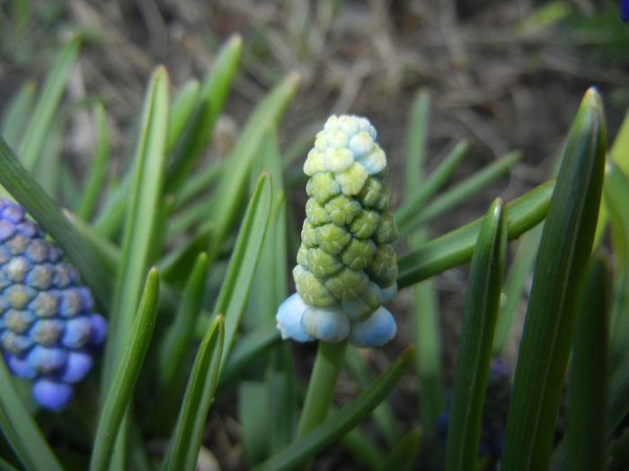 Muscari Peppermint (2015, April 07) - Muscari Peppermint