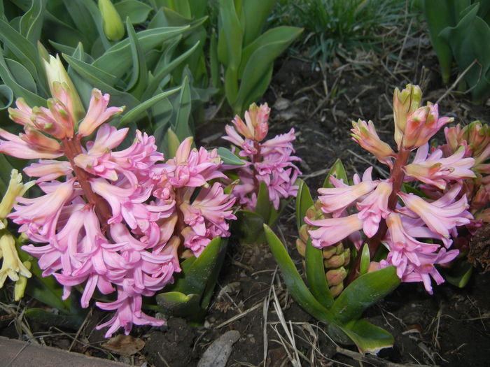 Hyacinth Lady Derby (2015, April 07)