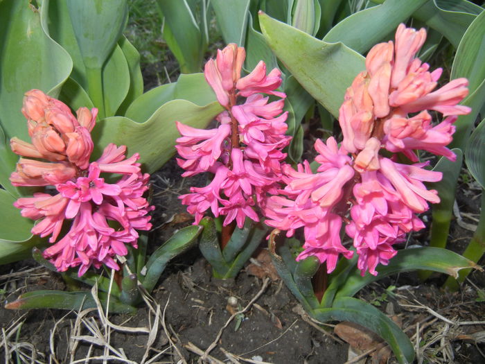 Hyacinth Amsterdam (2015, April 07)
