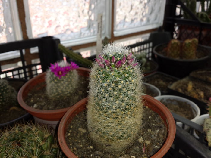 4 Mammillaria lauii