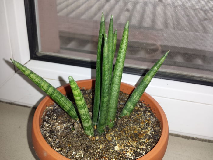 168 Sansevieria cylindrica