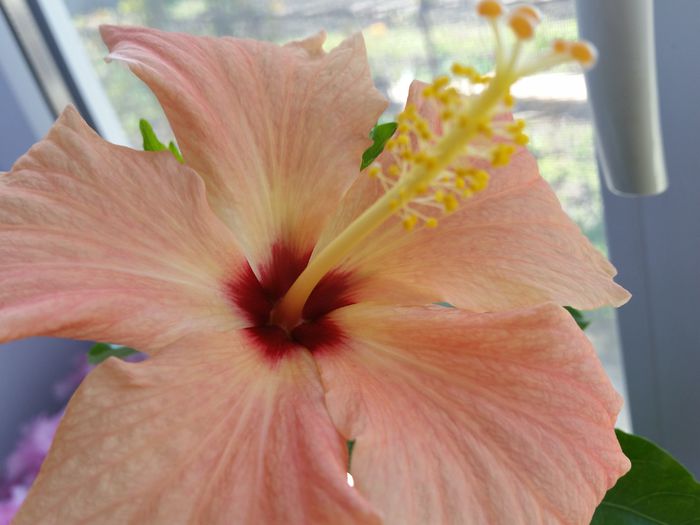 20150410_114545 - hibiscus