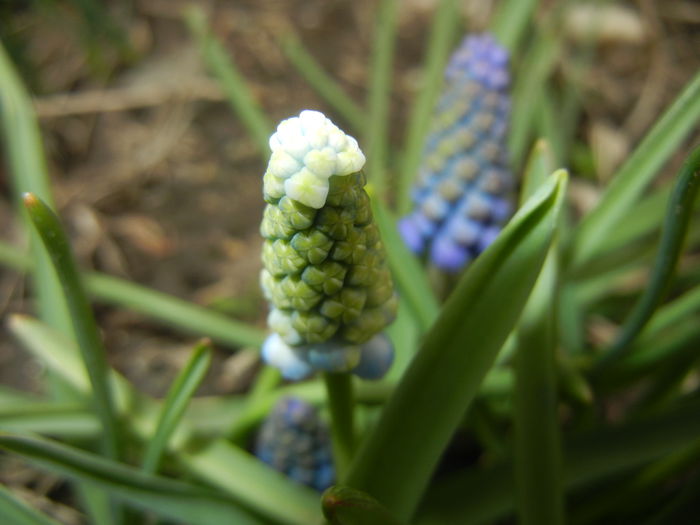 Muscari Peppermint (2015, April 08)