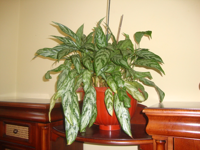 AGLAONEMA