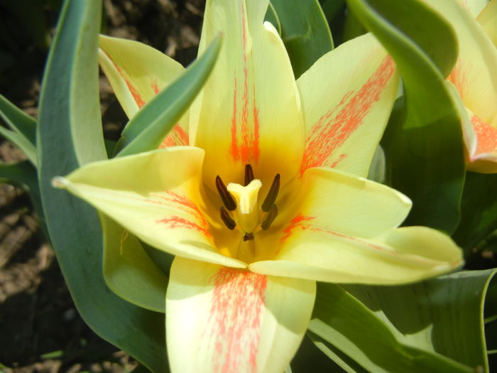 Tulipa Quebec (2015, April 10)