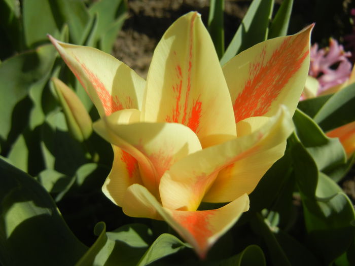 Tulipa Quebec (2015, April 10) - Tulipa Quebec