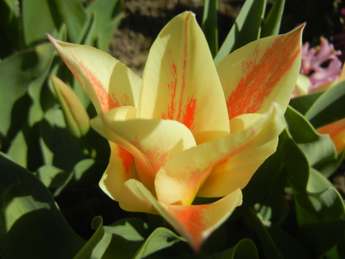 Tulipa Quebec (2015, April 10)