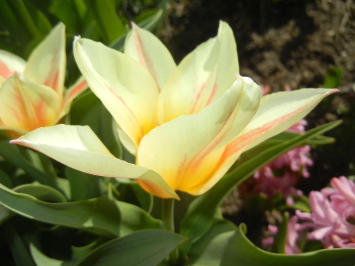 Tulipa Quebec (2015, April 10)