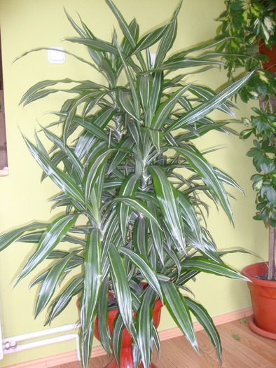 DRACAENA