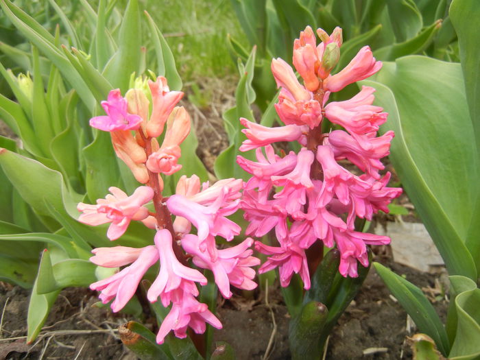 Hyacinth Amsterdam (2015, April 08)
