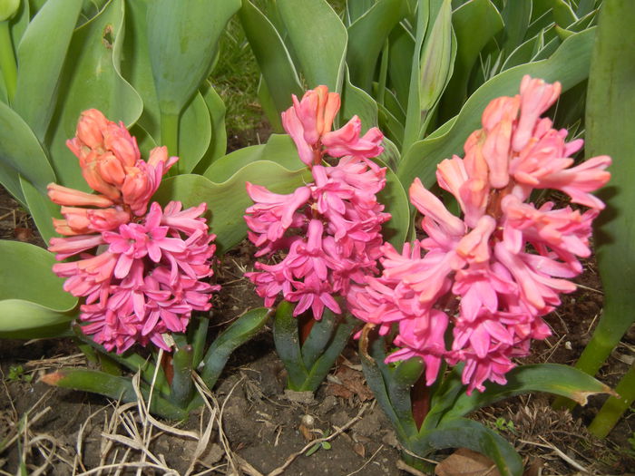 Hyacinth Amsterdam (2015, April 08)