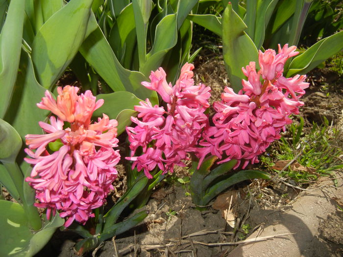 Hyacinth Amsterdam (2015, April 10)