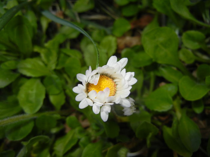 Bellis perennis (2015, April 10)