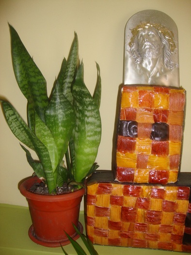 SANSEVIERIA