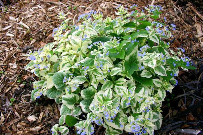 brunnera jack frost-poza net - 2015 plantele mele