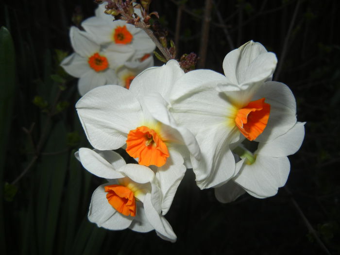 Narcissus Geranium (2015, April 10) - Narcissus Geranium