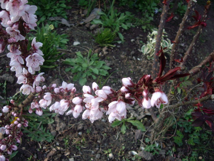prersic cu frunza rosie -dwarf