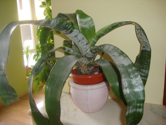 AECHMEA FASCINATA