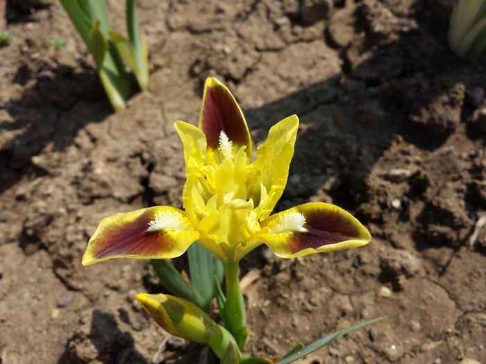 1 Iris pumila pitic - (galben cu visiniu)