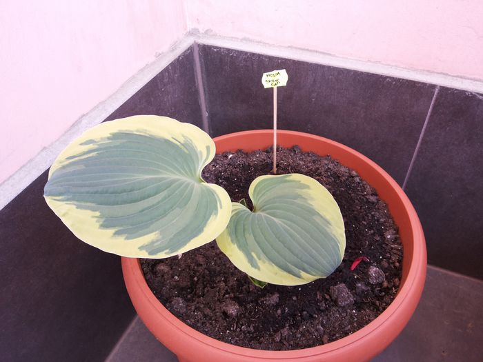 11 Hosta Snow Cap