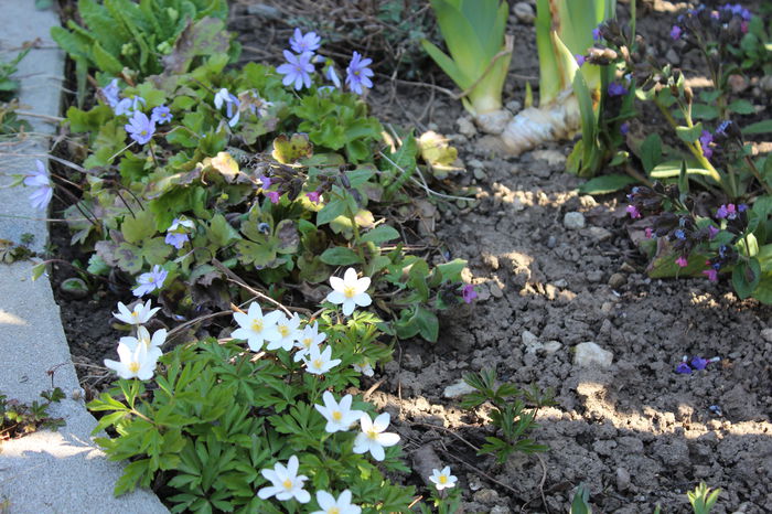 hepatica transsilvanica si anemone nemorosa - Primavara 2015