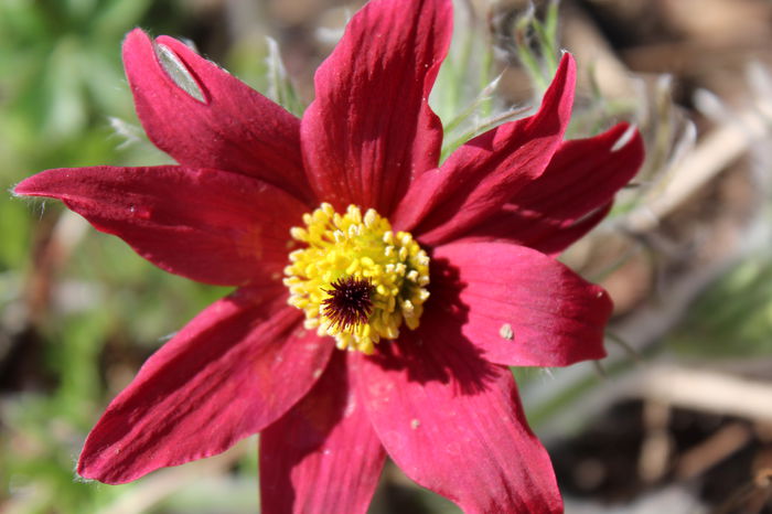 pulsatilla vulgaris - Primavara 2015