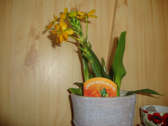 ORNITHOGALUM