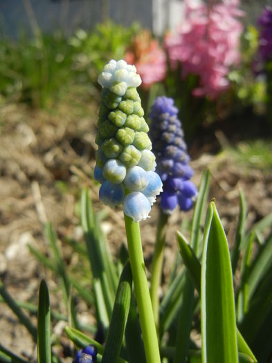 Muscari Peppermint (2015, April 10)