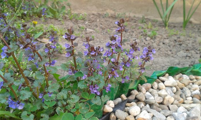 Glechoma hederacea-iedera terestra