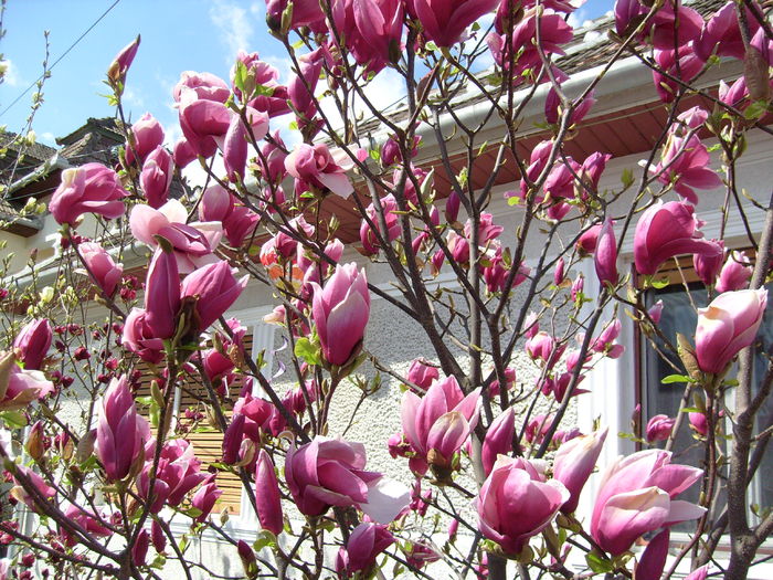 M.soulangiana rustica rubra - Magnolia SOULANGIANA RUSTICA RUBRA -evolutie 2009