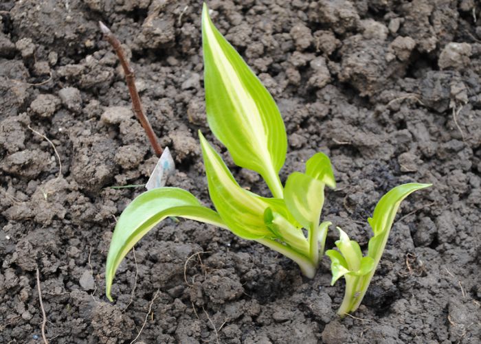 hosta "Geisha", prima cu frunzulite :)) - 2015 plantele mele