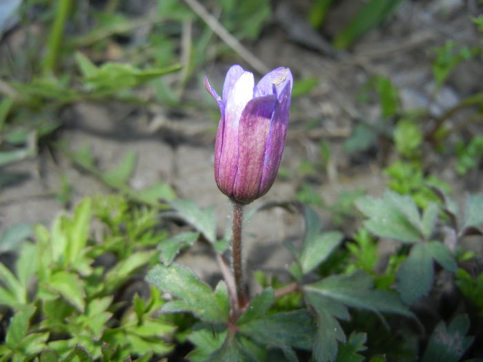 Anemone Blue Shades (2015, April 11)