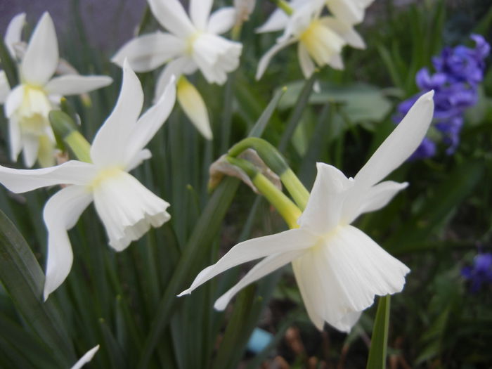 Narcissus Thalia (2015, April 11)