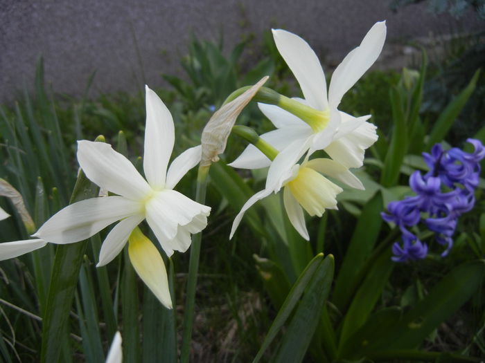 Narcissus Thalia (2015, April 11)