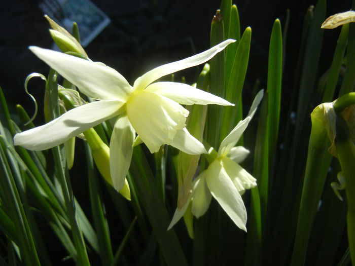 Narcissus Thalia (2015, April 11)