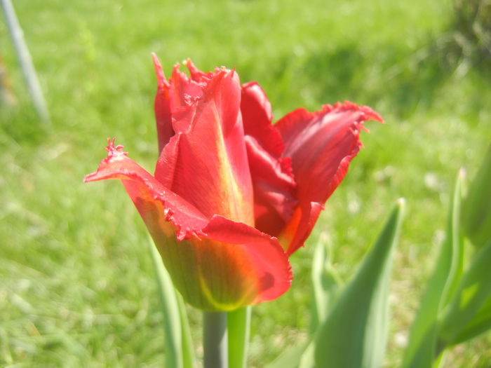 Tulipa Pacific Pearl (2015, April 13)