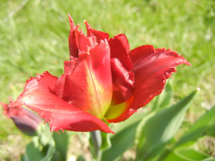 Tulipa Pacific Pearl (2015, April 13) - Tulipa Pacific Pearl