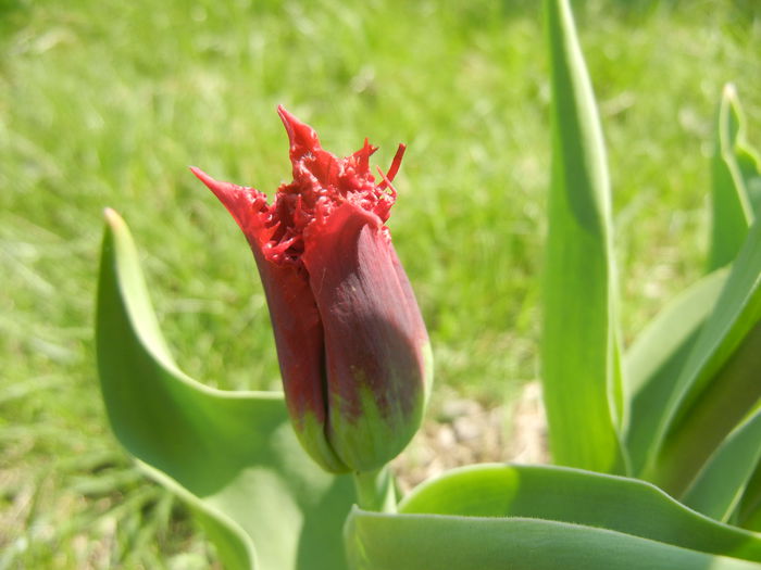 Tulipa Pacific Pearl (2015, April 13)