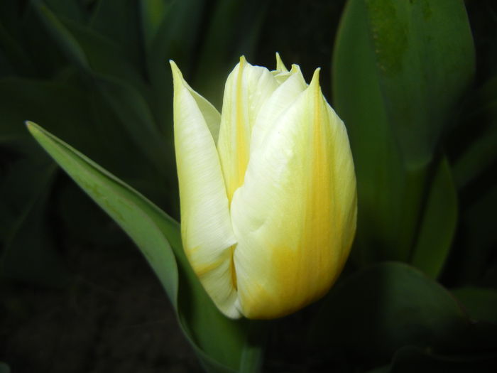 Tulipa Flaming Coquette (2015, April 10)