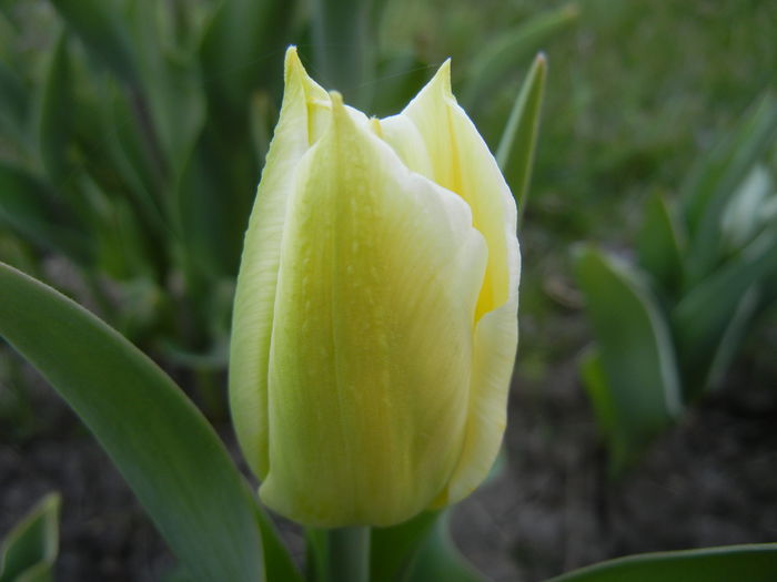 Tulipa Flaming Coquette (2015, April 11) - Tulipa Flaming Coquette