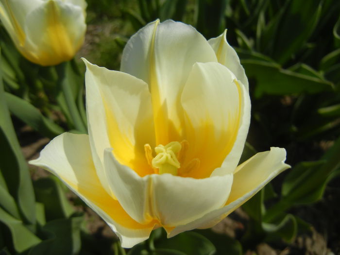 Tulipa Flaming Coquette (2015, April 13)