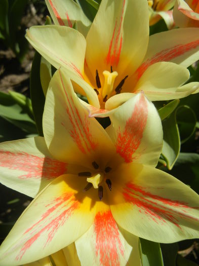 Tulipa Quebec (2015, April 11)