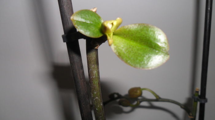 SAM_2594 - phalaenopsis